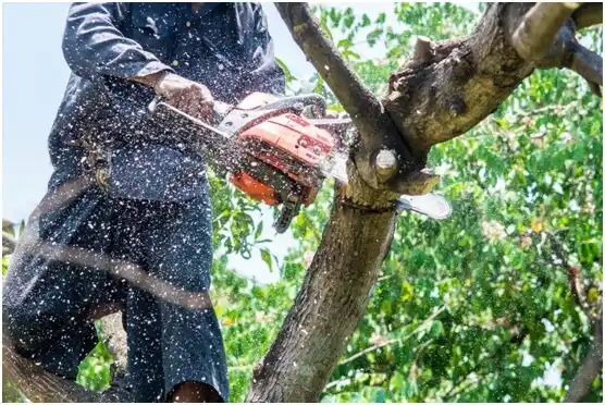 tree services Fellsburg